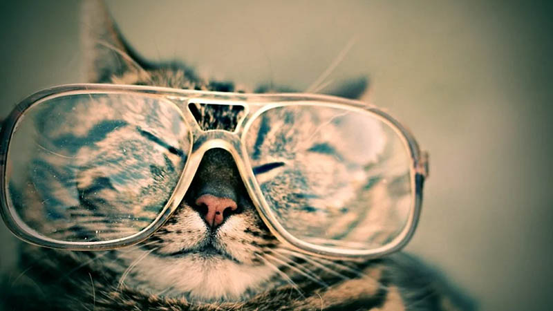 funny cat with glasses
