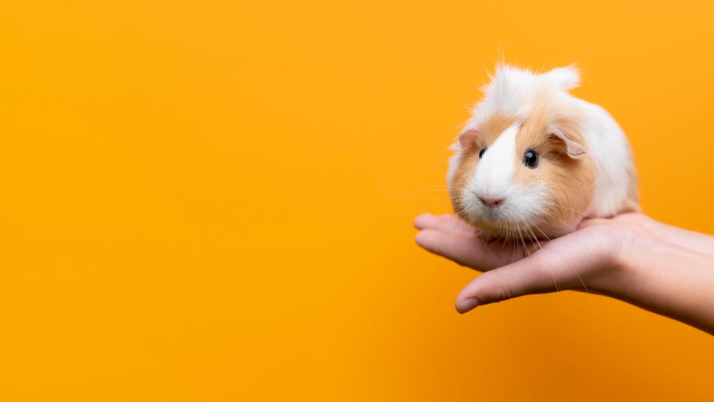 guinea pig held in the hands of a person